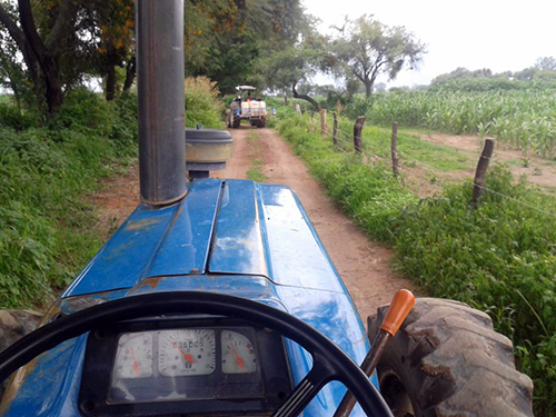 La milpa va creciendo; pero hay muchas tierras ociosas
