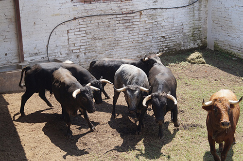 ¡Listos, toros de don Rafael Mendoza!
