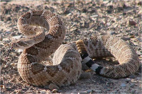 Joven es atacado por una víbora en La Campana