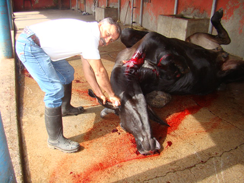 En Ahuacatlán sí hay control en carnes rojas