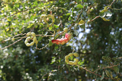 Escasa producción de guamúchil, en el sur