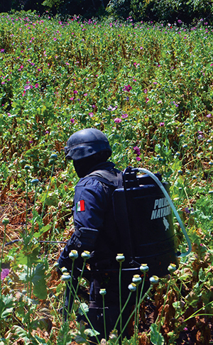 Destruyen 11 plantíos de amapola en El Malinal