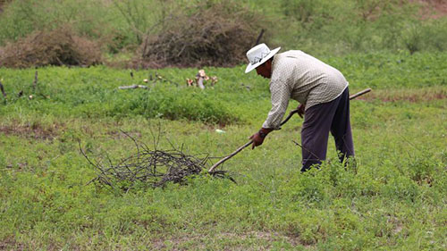 Campesinos de Ixtlán esperan más humedad para sembrar