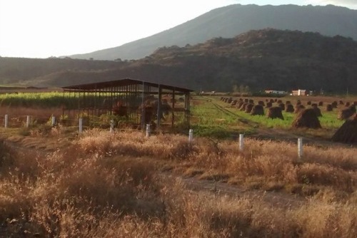 Rebasa Mario Villarreal expectativas en el campo