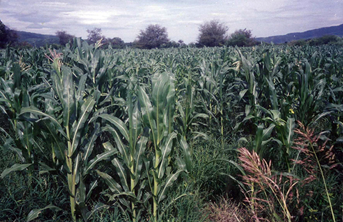 Sembradío de maíz en Jala | Foto: Archivo © DR. 