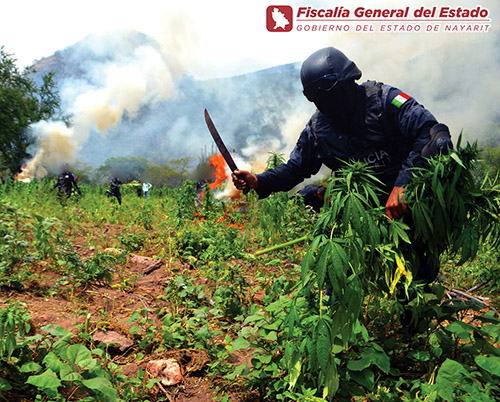 Otra vez en Ixtlán: destruyen inmenso plantío de mariguana