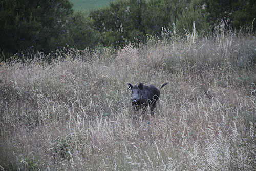 Le tira a un jabalí y le da a su tío