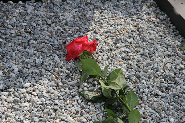 Rosa roja sobre tumba