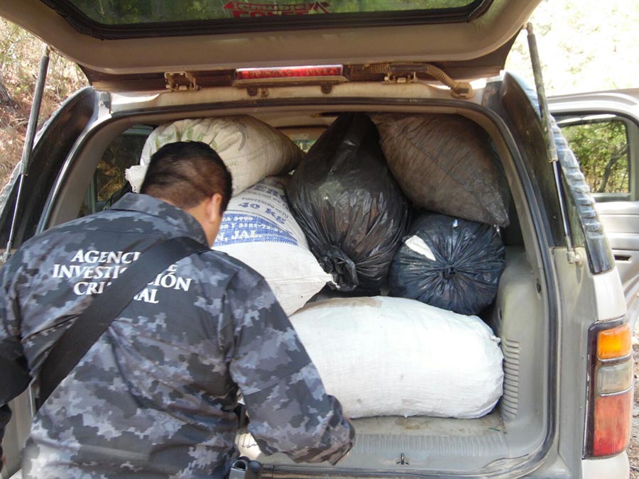 Aseguran más de 100 kilos de mariguana en Jala