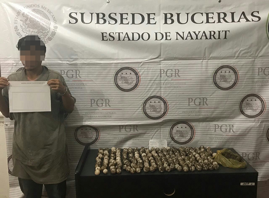 Inicia PGR investigación luego de asegurar 194 huevos de tortuga marina