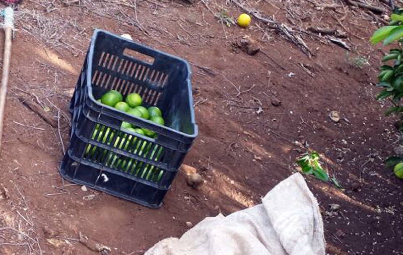 Ladrones saquean huertos de limón, en Ahuacatlán