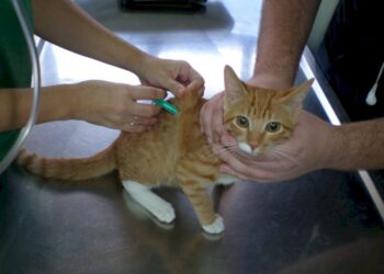 Del 12 al 21 de enero, campaña de vacunación antirrábica en Ixtlán