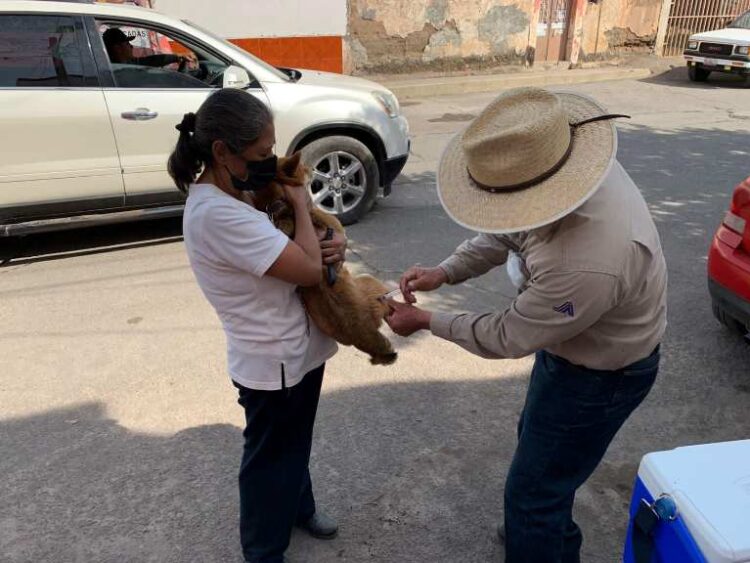 Buena respuesta en campaña de vacunación antirrábica