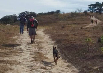 Indigna a “Salvando huellas” muerte  de perrita atacada con rifle de copitas