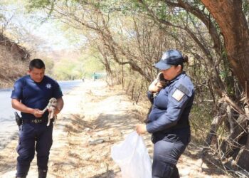 Rescata policía de Amatlán dos cachorritos abandonados