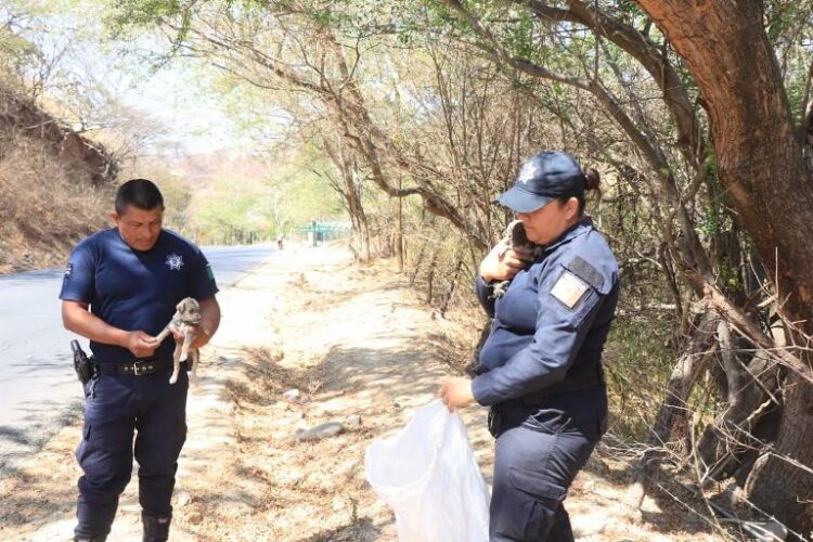 Rescata policía de Amatlán dos cachorritos abandonados
