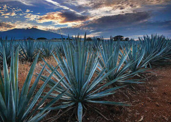 Cultivo de agave en el sur causa fuertes daños al ecosistema