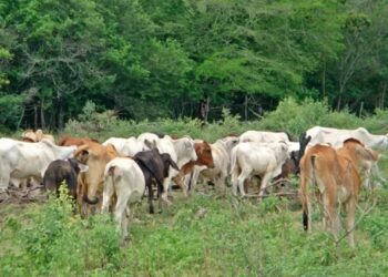 Baile de Oro pone a bailar a abuelitos de Ixtlán