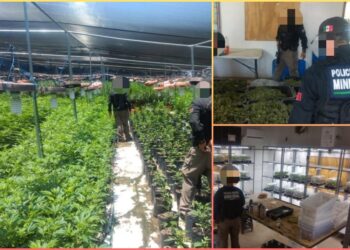 ¡Siembran mota hasta en invernaderos!; FGR lo desmantela en Zapopan