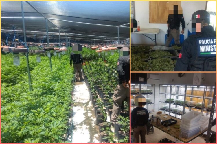 ¡Siembran mota hasta en invernaderos!; FGR lo desmantela en Zapopan