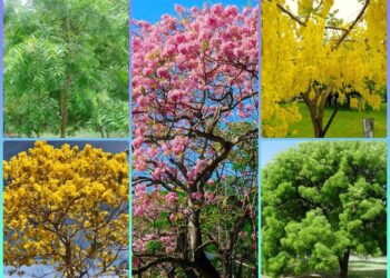 Hermosos árboles que se pueden plantar en Amatlán.
