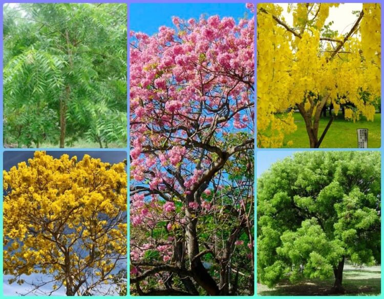 Hermosos árboles que se pueden plantar en Amatlán.