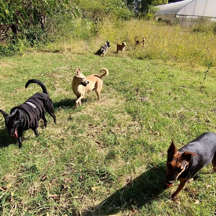 Santuario de animales Ixtlán necesita apoyo