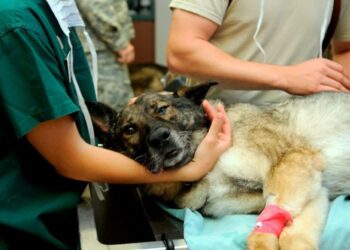 Aún quedan espacios para la campaña de esterilización canina en Jala