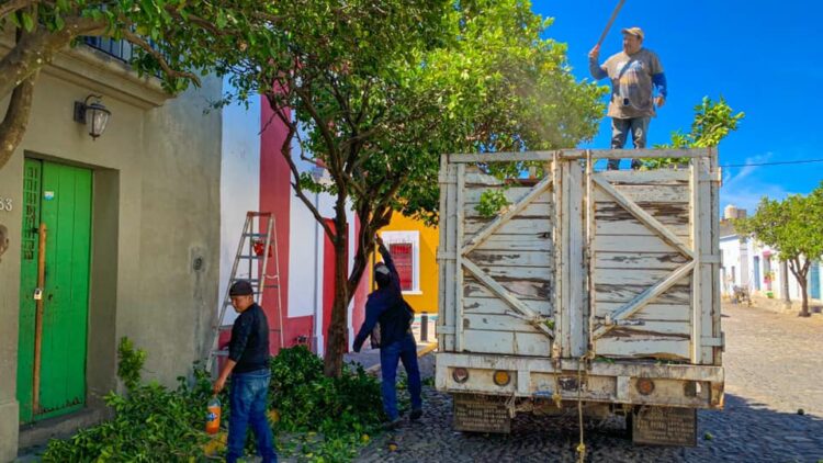 Con poda de árboles mejora imagen del Pueblo Mágico de Jala 