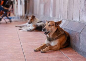 Aprueba Congreso mayor protección para animales domésticos