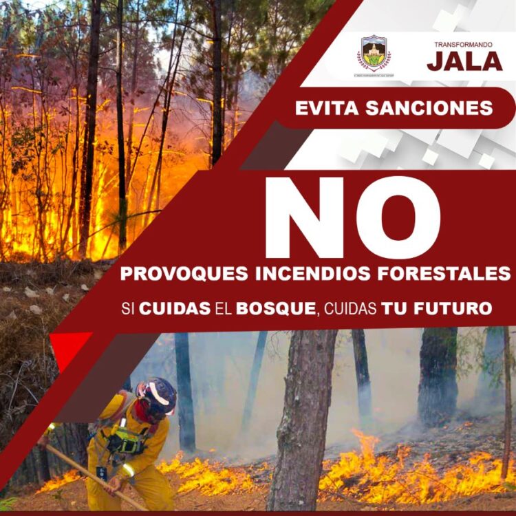 Gobierno de Ahuacatlán previene riesgos por árboles secos y panales