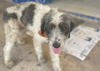 Legislará Congreso donación alimentaria para animales de la calle