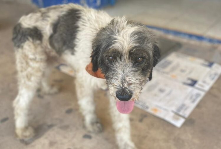 Legislará Congreso donación alimentaria para animales de la calle