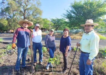 Exitosa jornada de reforestación en el Mirador El Ceboruco, en Ahuacatlán