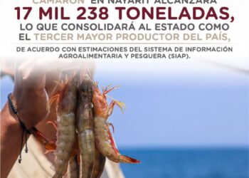 Nayarit se alza como tercer mayor productor de camarón en México