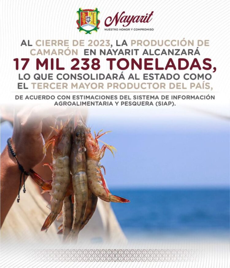 Nayarit se alza como tercer mayor productor de camarón en México