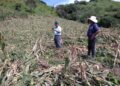 Evalúan daños ocasionados a la agricultura por el huracán Lidia en Ahuacatlán