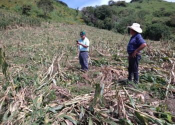 Evalúan daños ocasionados a la agricultura por el huracán Lidia en Ahuacatlán