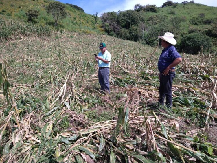 Evalúan daños ocasionados a la agricultura por el huracán Lidia en Ahuacatlán