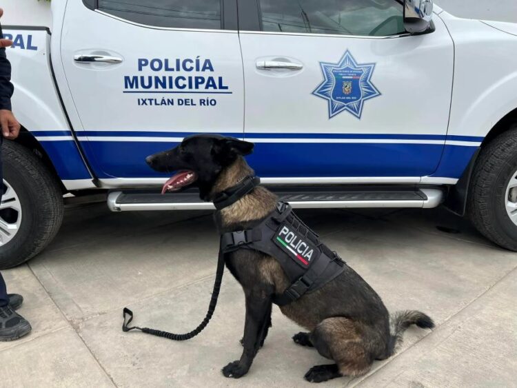 Primer perro policía en seguridad pública de Ixtlán