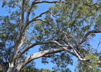 Protección Civil de Ixtlán tumba peligroso árbol