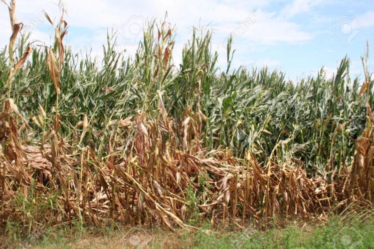 Vaticinan escasez de maíz en Ahuacatlán