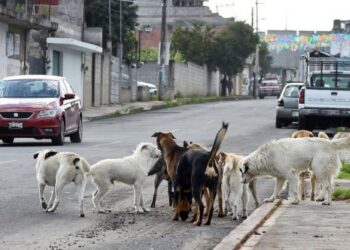 Peregrinos de Ahuacatlán a Talpa intensifican preparativos para la gran travesía