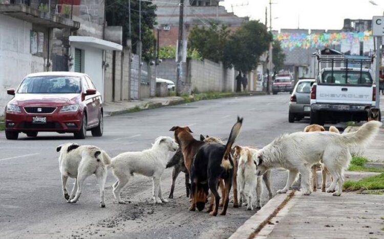 Peregrinos de Ahuacatlán a Talpa intensifican preparativos para la gran travesía