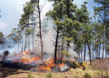 Menor incidencia de incendios forestales en Jala