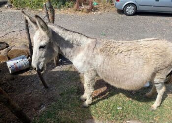 Misterio en Ixtlán: ¿Quién es el dueño de la burrita perdida?