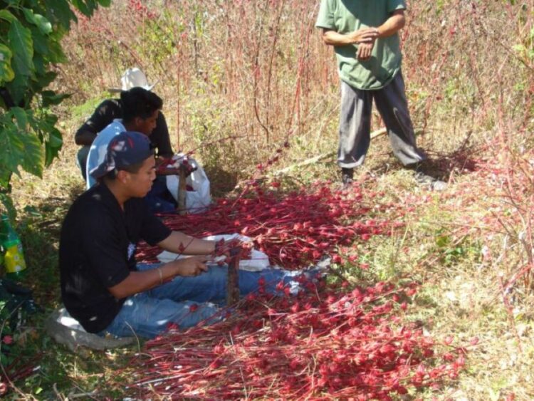 No les fue bien a productores de jamaica en Jala en el 2023