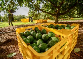 Producción de durazno en la Meseta de Jala se desvanece mientras el aguacate florece