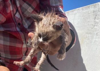 Celebración única: Jaylín Alessandra cumple su sueño