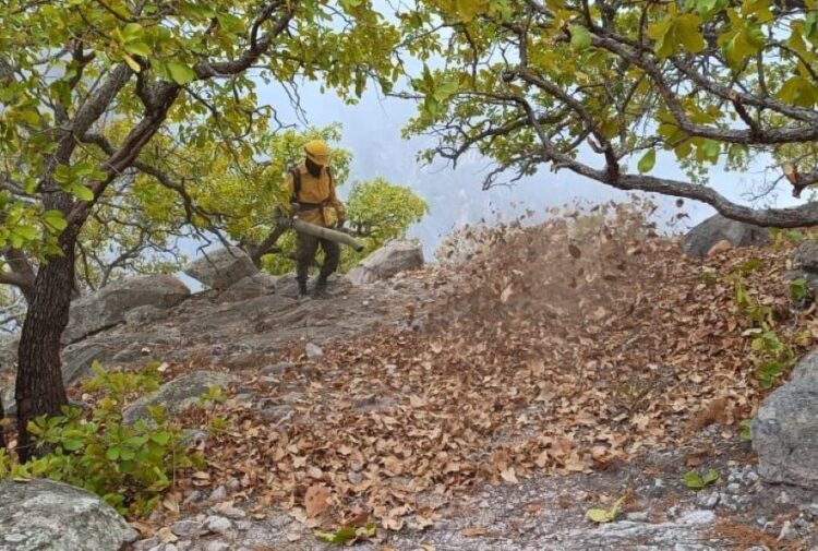 Así van los incendios en Nayarit, actualizados